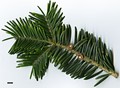 SpeciesSub: subsp. salouenensis